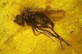 Two Detailed Fossil Flies (Diptera) In Baltic Amber #139025-1